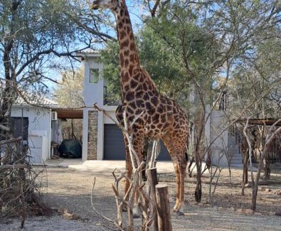 Marloth Park Apartment | Giraffe Studio @ Kruger