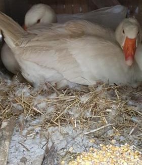 Saint-Aubin-de-Nabirat House | Gite 4 personnes