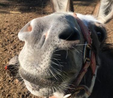 Saint-Alban-d'Ay House | Gites de Gobertier