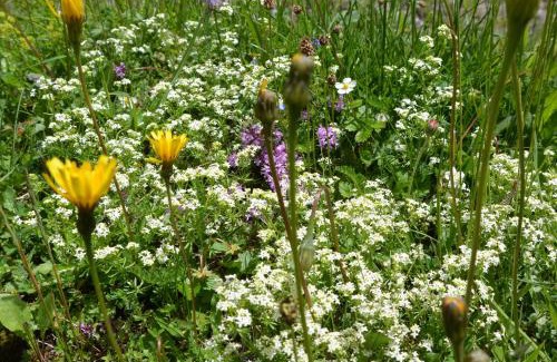 Ramsau am Dachstein Apartment | Glösalm
