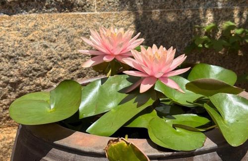 Shuitou Village House | Grace Homestay 54