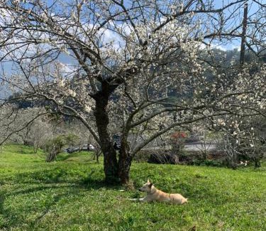 Jiji House | Great Nature Villa