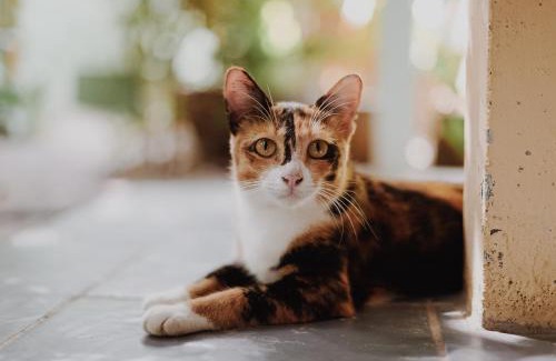 Bophut House | Green Garden