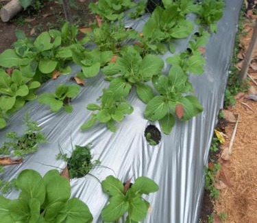 Pakem House | Guest House T