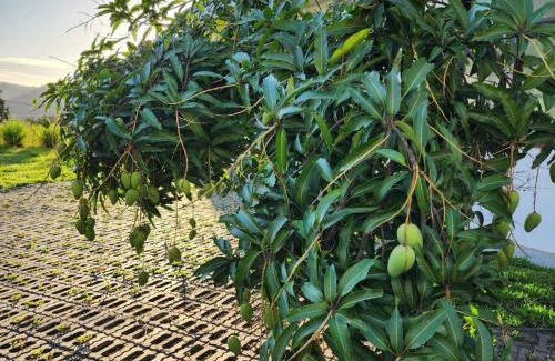 Puli House | Hajin Homestay