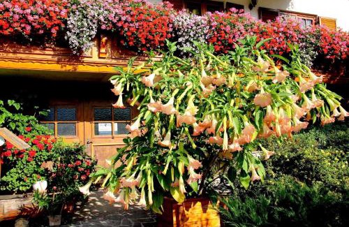 Tuernitz Apartment | Haus König Fewo