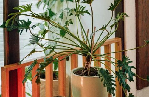 Binh Thanh House | Hidden Urban Tree House