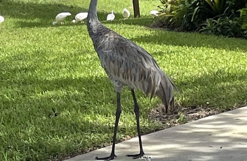Hobe Sound House | Hobe sound 8 minutes away from the beach! Walk into Jonathan Dickinson park!