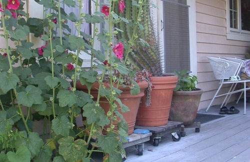 Sonoma Bed & Breakfast | Hollyhock Country House