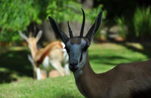 Constantia House | Houtkapperspoort-Cottage King Protea-19Constantia-Nek