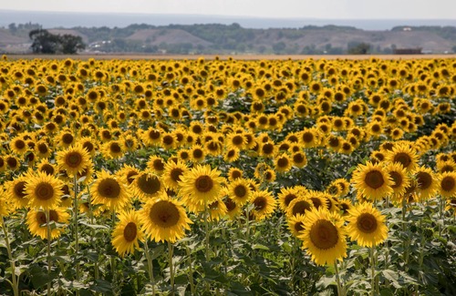 Solar Ranch Condo | Impeccable Top Floor Loft in the Heart of Ridgway