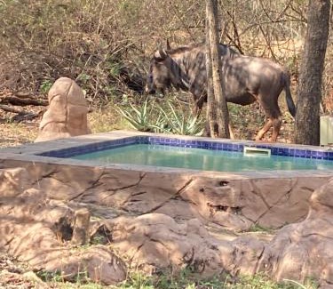 Marloth Park House | Ivory Sands Selfcatering house