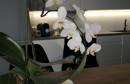Czestochowa Apartment | Jasna Góra Apartament