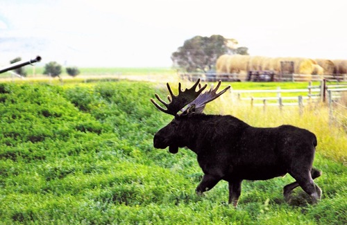 Whitehall Apartment | Jefferson River Loft