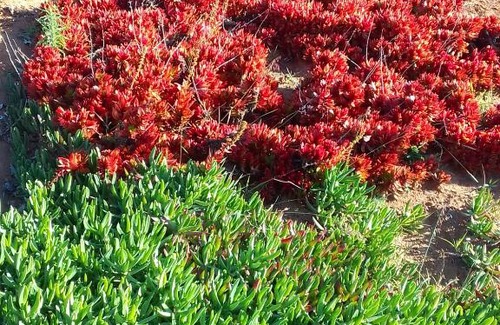 Soshanguve Other | KGOLA SAFARIS