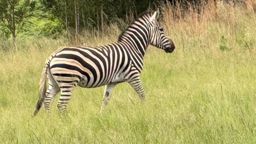 Emakhazeni House | Kwaggaskop Game Farm - near Dullstroom