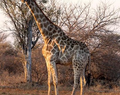 Lephalale Cabin | Kwele Game Lodge