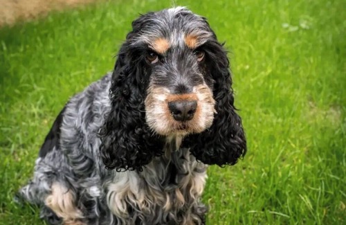 Cours-de-Pile House | La Bastide : Piscine Chauffée, Clim et Pétanque, Animaux Acceptés !