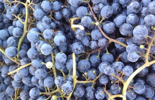 La Consulta Villa | La Bodeguita y El Bodegón Casa Tika