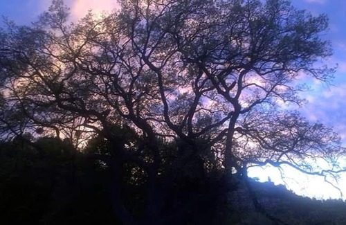 Bertinoro House | la cana dolce