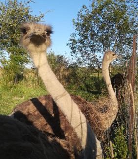 Villelaure Other | LA HUTTE MASSAÏ