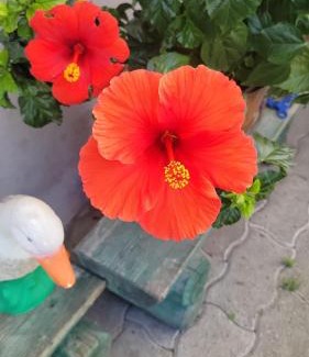 Hesingue Bed & Breakfast | La maison des Cigognes