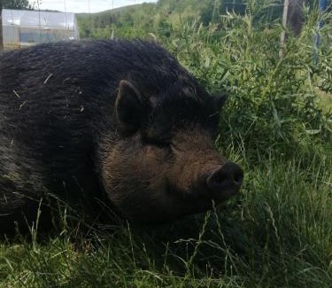 Fabas Other | La Tente Tipi au Ranch du Bonheur