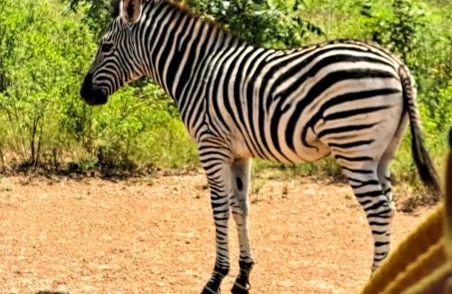 Emalahleni Apartment | LAKE-HOUSE CABIN