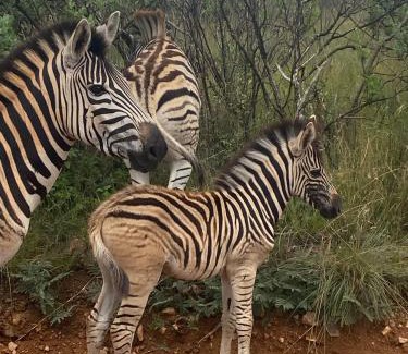 Emalahleni Apartment | LAKE-HOUSE CABIN