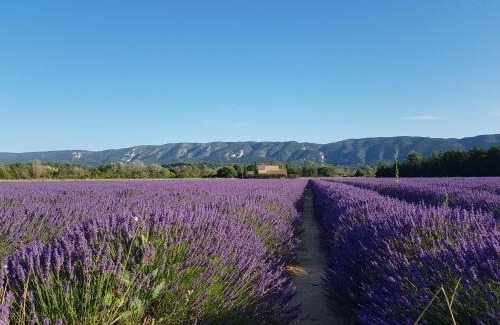 Viens Apartment | Le Cosy Luberon - Gite provençal avec piscine