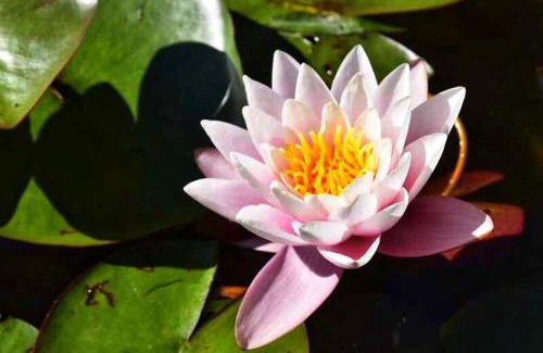 Saint-Nabord Apartment | le Crusoé à l'étang d'Anty -Meublé de tourisme