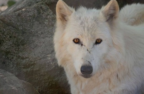 Le Malzieu-Ville House | Le Gîte des Remparts au Cœur de la Cité Médiévale du Malzieu-ville