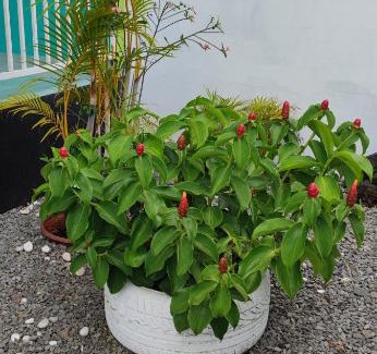 Bras-Panon Apartment | Le petit cactus 3