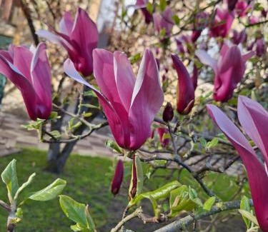 Sedan House | Le temps suspendu