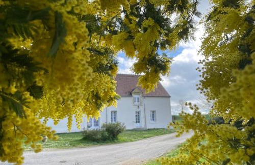 Gracay House | Les mimosas