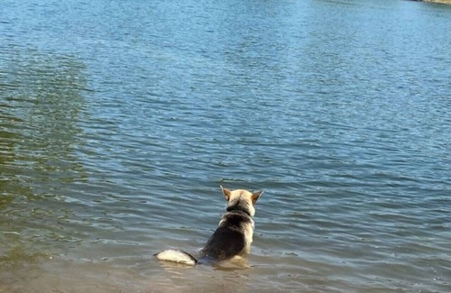 Eagle Rock Cabin | Liberty Loft 3 bedroom Pet friendly Lake Front