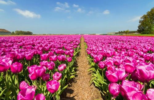 Luttelgeest House | Liefdevolle pipowagen met hot tub en beamer