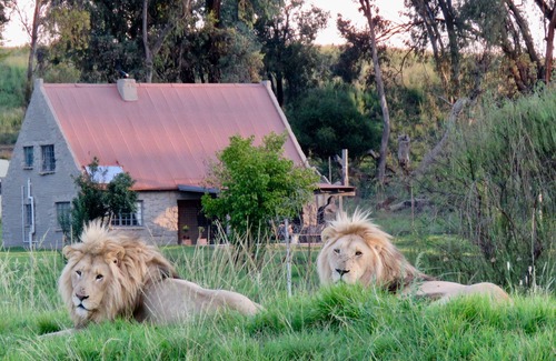 Maluti a Phofung House | Lion House @ggconservation for lion and nature lovers