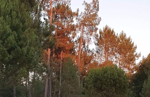 Mios Villa | Location Bassin d Arcachon Meublé de Tourisme 4 Etoiles