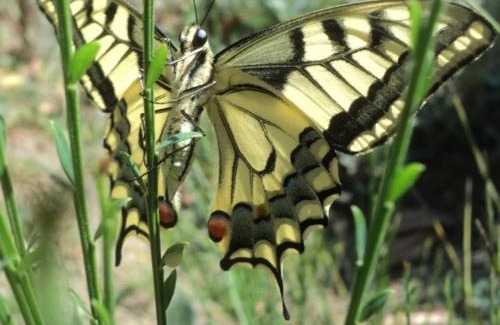 Hyds House | Longère Bourbonnaise Authentique près de Néris-les-Bains - FR-1-489-397