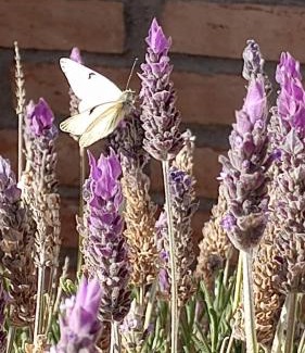 San Rafael House | Los Moros Country