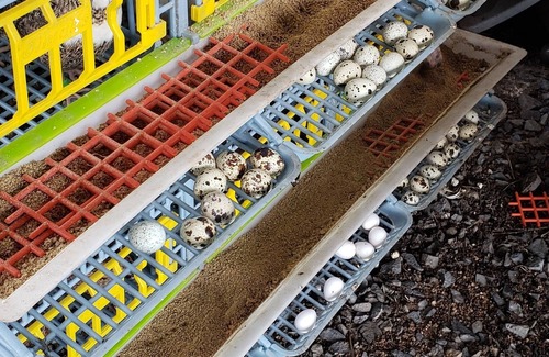 Bossier City Cabin | Lucky H&W Farm Hatchery Cabin