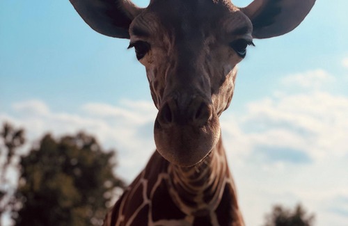 Huron Cabin | Luxury Long Neck Giraffe Cabin