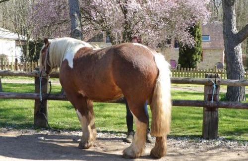Les Ventes-de-Bourse House | Maison ancienne avec jardin clos en forêt - FR-1-497-144