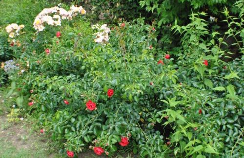 Carlux House | Maison au calme avec jardin, proche de Sarlat - Idéale pour familles et activités en plein air. - FR-1-616-295