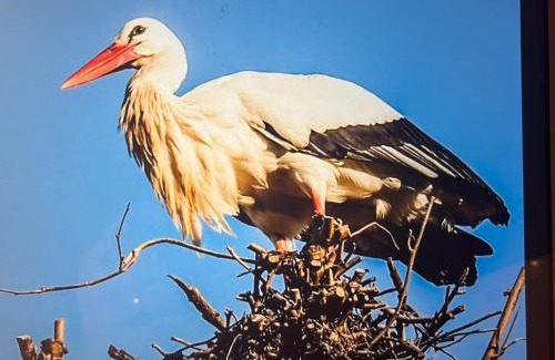 Bellefosse House | Maison independante de montagne en ALSACE