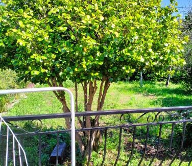 Sisco Villa | Maison individuelle padulella