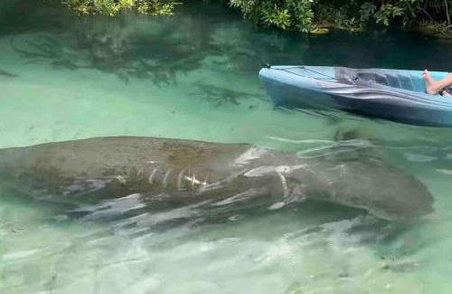 Berkeley Manor House | Manatee Oasis Weeki Wachee Family Fun Pool Home
