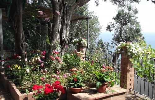 Dragonea House | mimosas at the beginning of the Amalfi coast