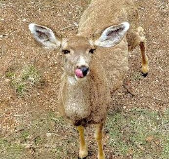 Florissant House | Modern Mountain Cabin, Fireplace, Deck with Deer Views, Near Wolf Center